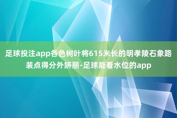 足球投注app各色树叶将615米长的明孝陵石象路装点得分外妍丽-足球能看水位的app